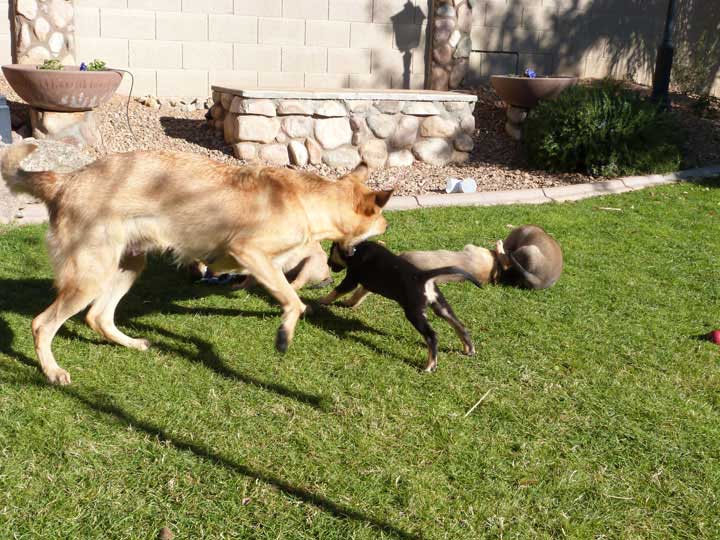 chinook dog